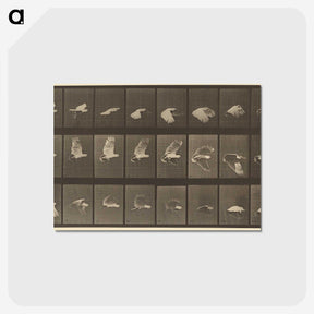 1-89_Eadweard-Muybridge_postcard