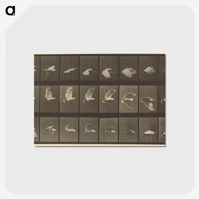 1-89_Eadweard-Muybridge_postcard