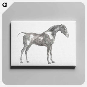 アートパネル-The Anatomy of the Horse
 - ジョージ スタッブス Canvas.