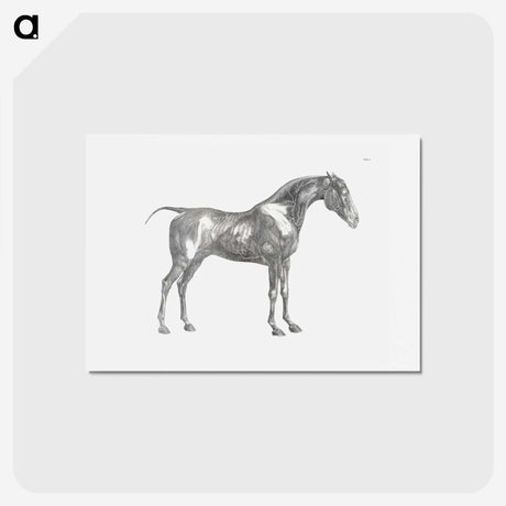 1-89_George-Stubbs_hagaki