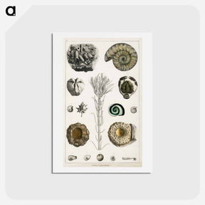 アートポストカード-Fossil Collection
 - ゴールドスミスの生き生きとした自然 Postcard.