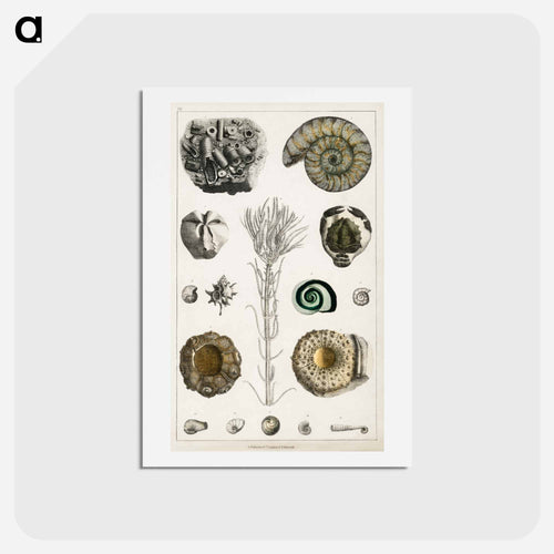 Fossil Collection
 - ゴールドスミスの生き生きとした自然 Postcard.