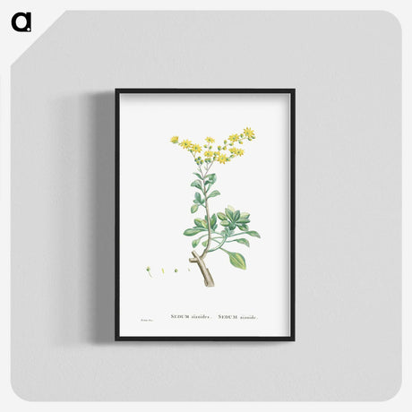 1-89_Histoire-des-Plantes-Grasses_blk-crop
