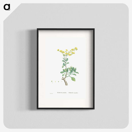 1-89_Histoire-des-Plantes-Grasses_blk