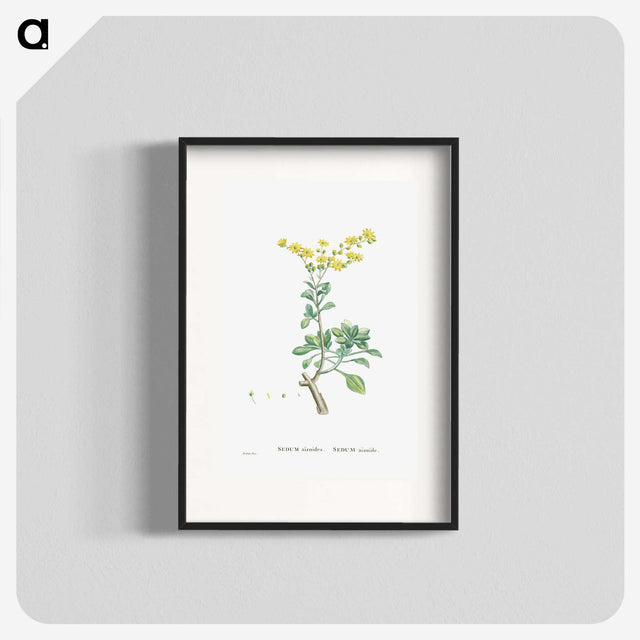 1-89_Histoire-des-Plantes-Grasses_blk