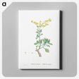 1-89_Histoire-des-Plantes-Grasses_canvas