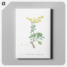 1-89_Histoire-des-Plantes-Grasses_canvas