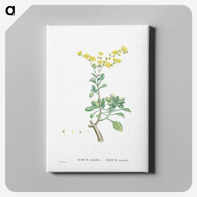 1-89_Histoire-des-Plantes-Grasses_canvas