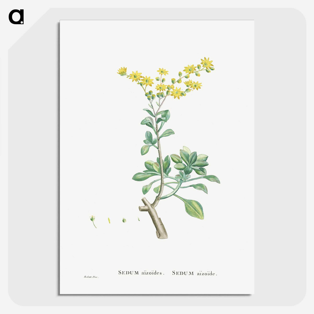 1-89_Histoire-des-Plantes-Grasses_picture-crop