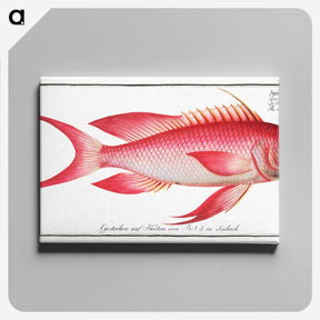 1-89_Ichtyologie-ou-Histoire-naturelle_canvas