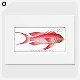 1-89_Ichtyologie-ou-Histoire-naturelle_picture