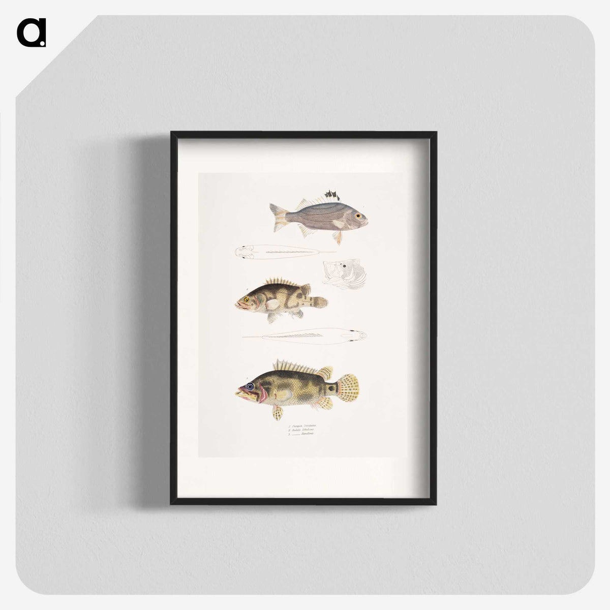 1-89_Indian-Zoology_blk
