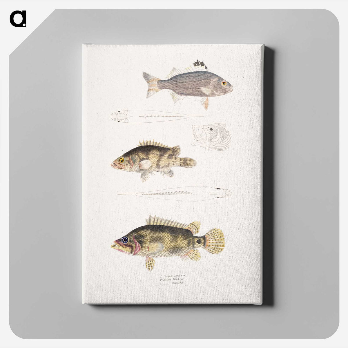 1-89_Indian-Zoology_canvas