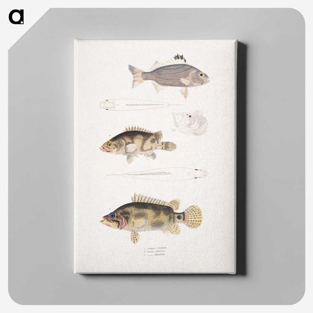 1-89_Indian-Zoology_canvas
