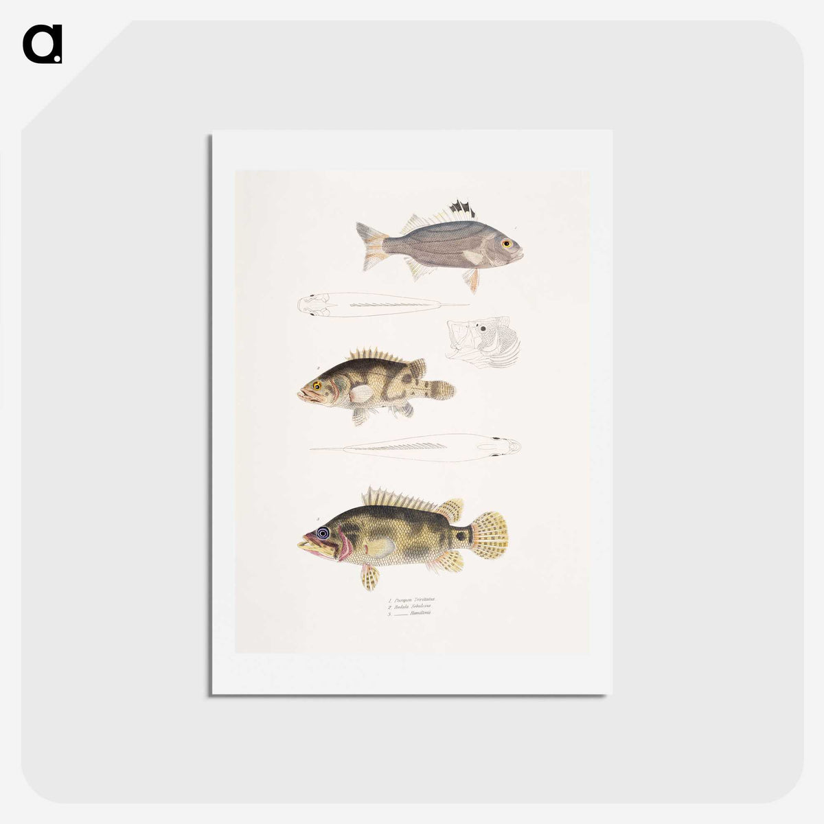 1-89_Indian-Zoology_hagaki