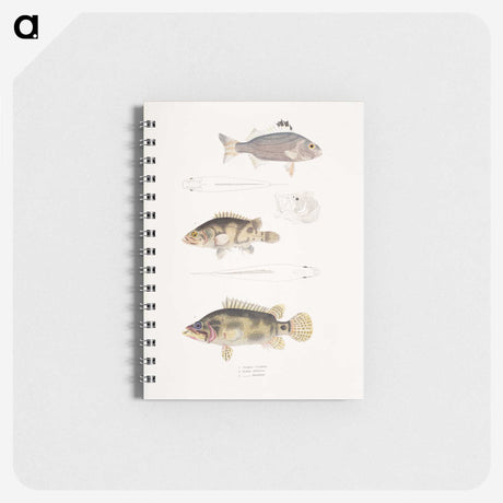 1-89_Indian-Zoology_memo