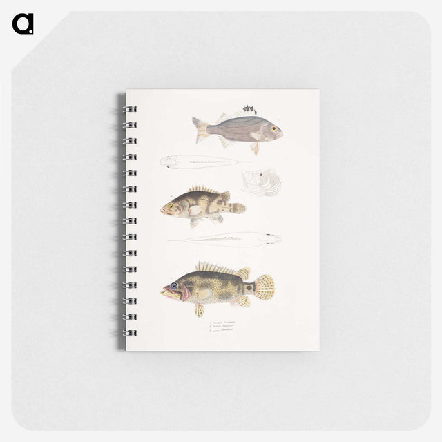 1-89_Indian-Zoology_memo
