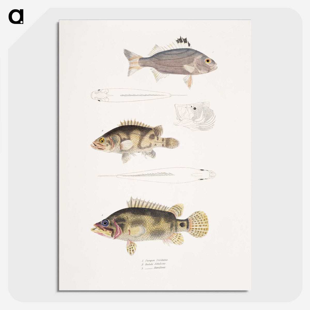 1-89_Indian-Zoology_picture-crop