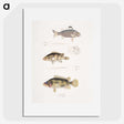 1-89_Indian-Zoology_picture