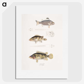 1-89_Indian-Zoology_picture