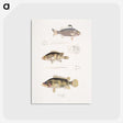 1-89_Indian-Zoology_postcard