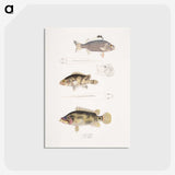 1-89_Indian-Zoology_postcard