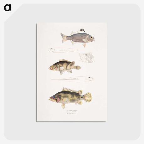 1-89_Indian-Zoology_postcard