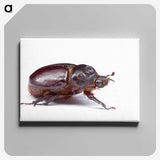 1-89_Insects-Unlocked-Project_canvas
