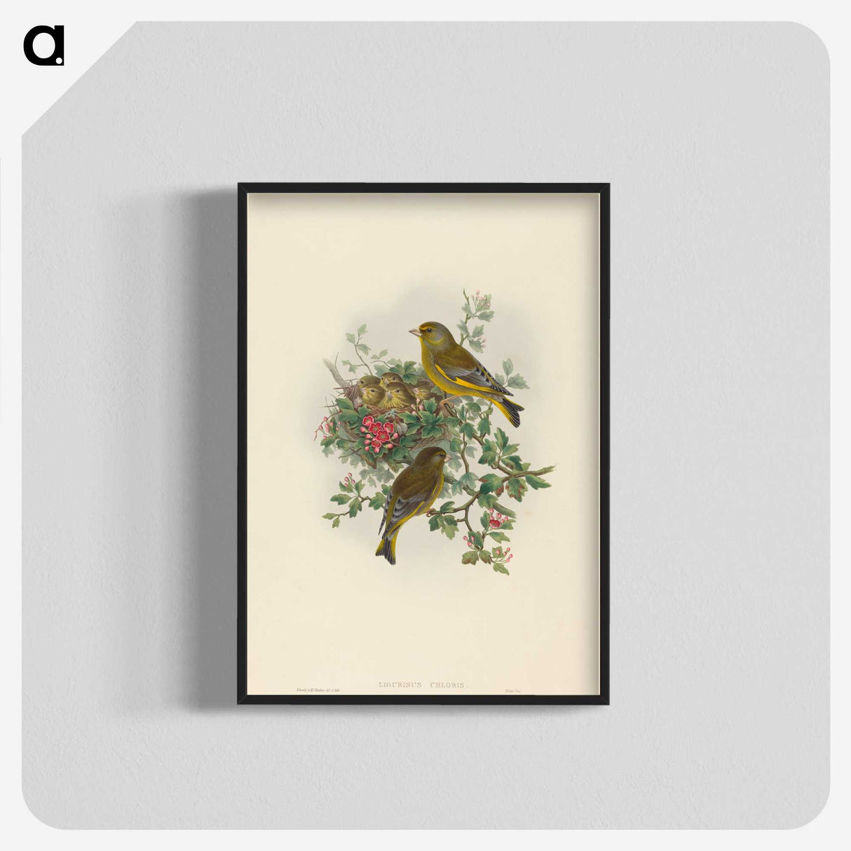 1-89_John-Gould_blk-crop