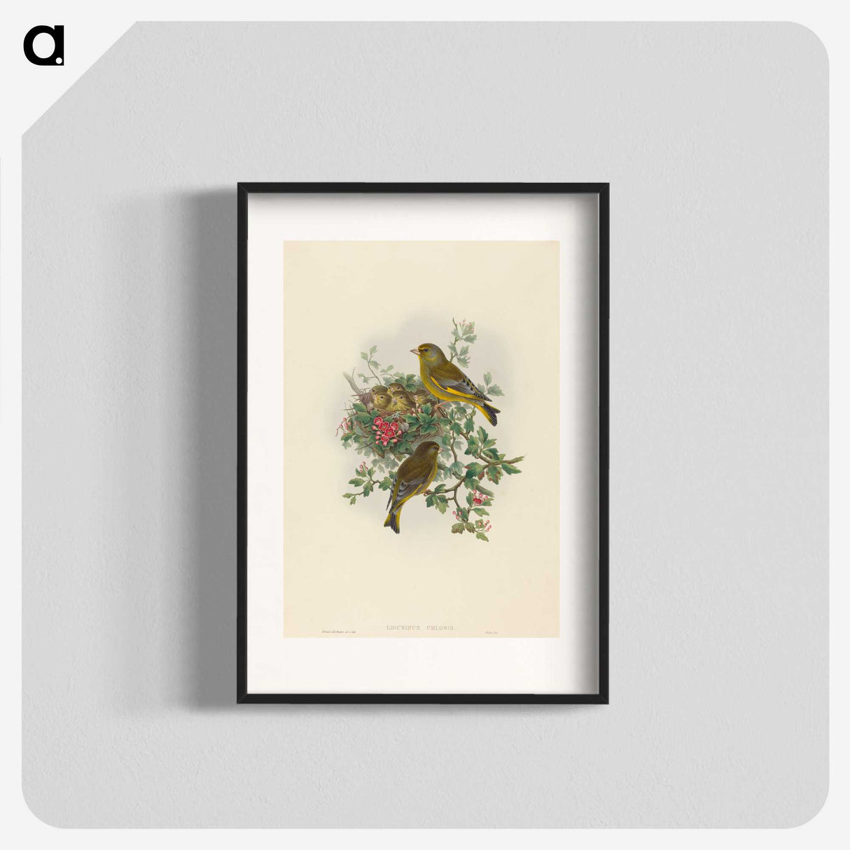 1-89_John-Gould_blk