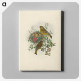 1-89_John-Gould_canvas