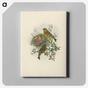 1-89_John-Gould_canvas