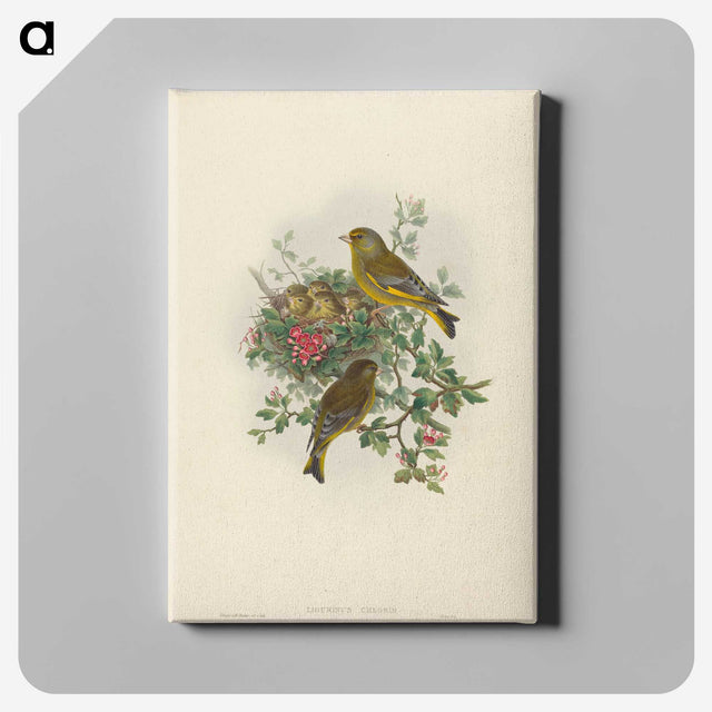 1-89_John-Gould_canvas