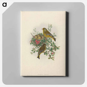アートパネル-Greenfinch
 - ジョン グールド Canvas.