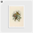 アートポストカード-Greenfinch
 - ジョン グールド Postcard.