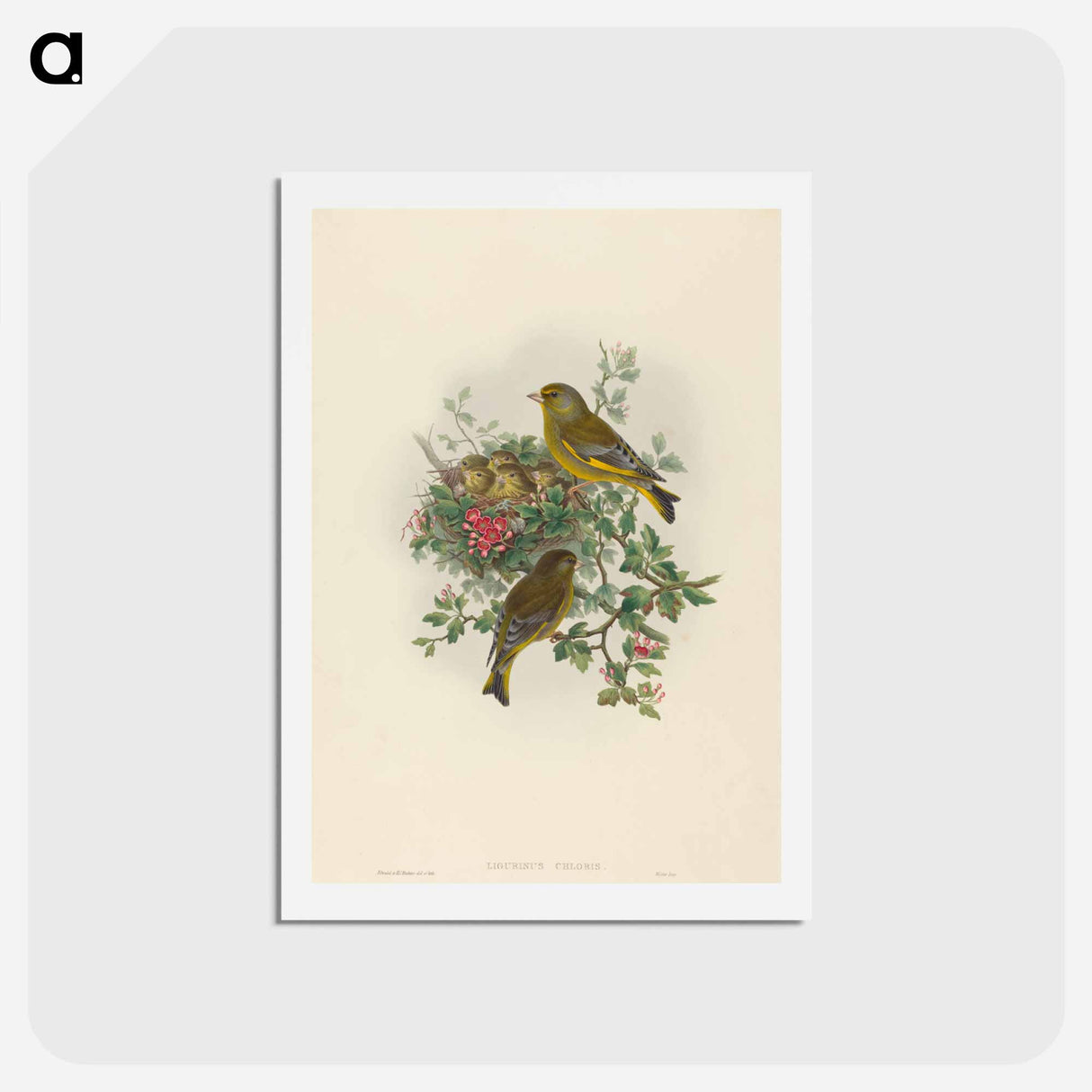 アートポストカード-Greenfinch
 - ジョン グールド Postcard.
