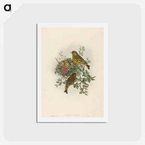 アートポストカード-Greenfinch
 - ジョン グールド Postcard.