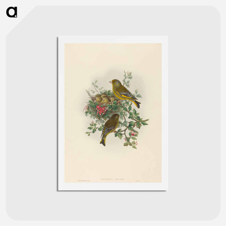 アートポストカード-Greenfinch
 - ジョン グールド Postcard.