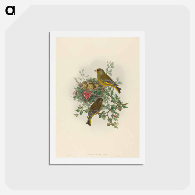 アートポストカード-Greenfinch
 - ジョン グールド Postcard.