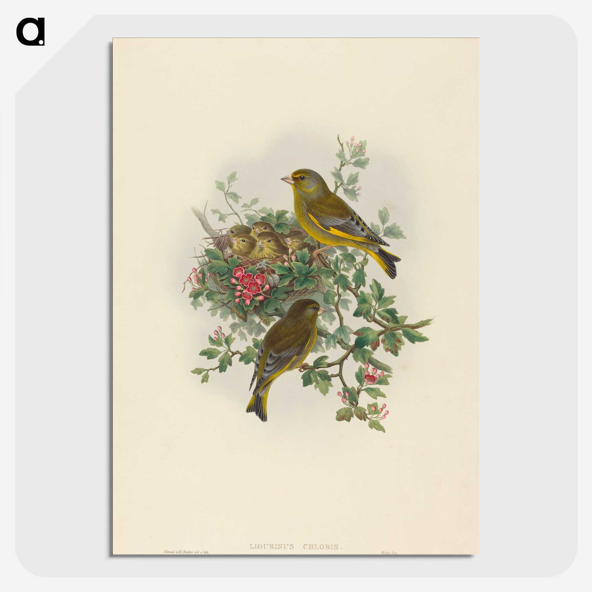 1-89_John-Gould_picture-crop