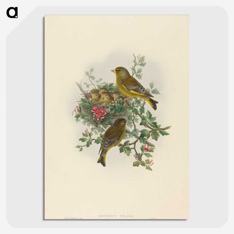 1-89_John-Gould_picture-crop