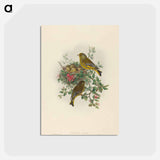 アートポストカード-Greenfinch
 - ジョン グールド Postcard.