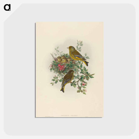 アートポストカード-Greenfinch
 - ジョン グールド Postcard.