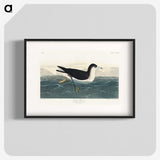 1-89_John-James-Audubon_blk