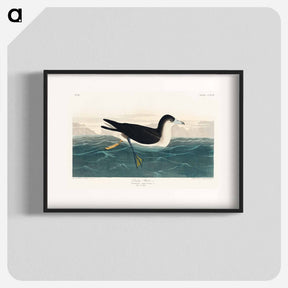 アートポスター-Dusky Petrel
 - ジョン ジェームス オーデュボン Poster.