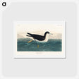 アートポストカード-Dusky Petrel
 - ジョン ジェームス オーデュボン Postcard.