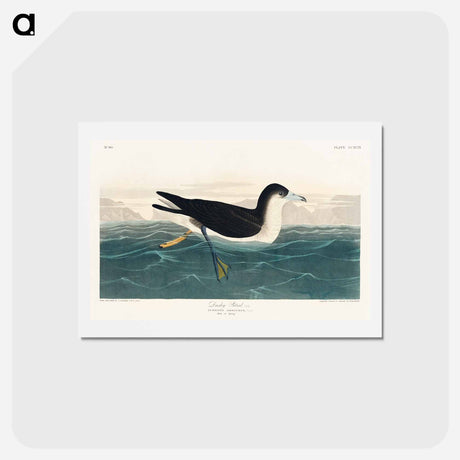 アートポストカード-Dusky Petrel
 - ジョン ジェームス オーデュボン Postcard.
