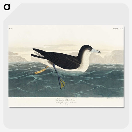 1-89_John-James-Audubon_picture-crop