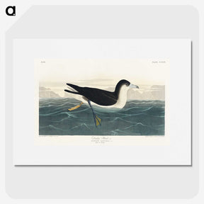 1-89_John-James-Audubon_picture