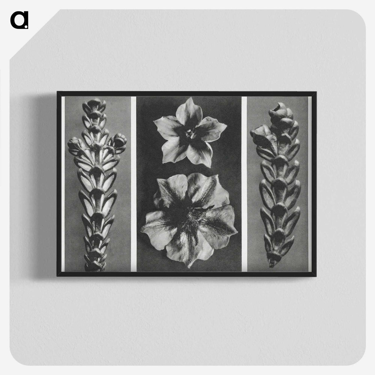 1-89_Karl-Blossfeldt_blk-crop
